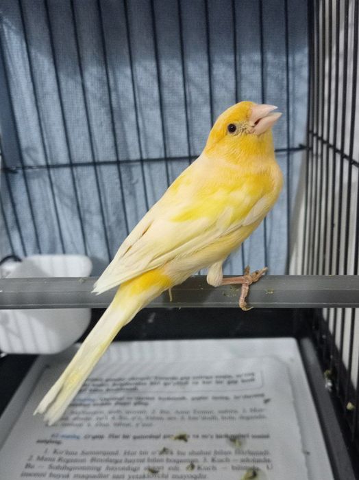 Kanareka moda bez petno sotladi