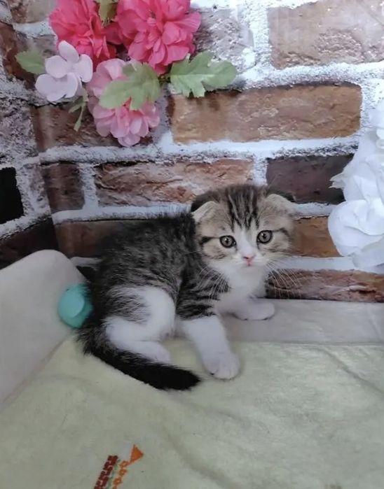 Вислоухие Шотландские котята