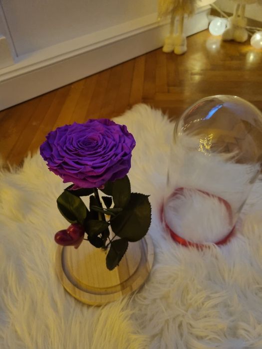 Trandafir criogenat !