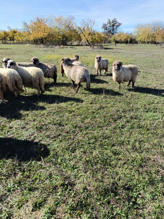 Oi de vânzare prasila