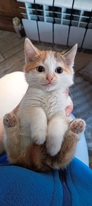 Отдам в добрые руки красивых и умных котят!