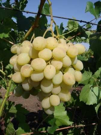 Продавам грозде сорт Брестовица,Палиери,Мерло и други.