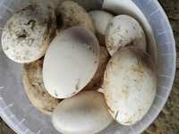 Oua de gâscă pentru incubat