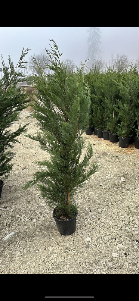 Leylandii Gard Viu