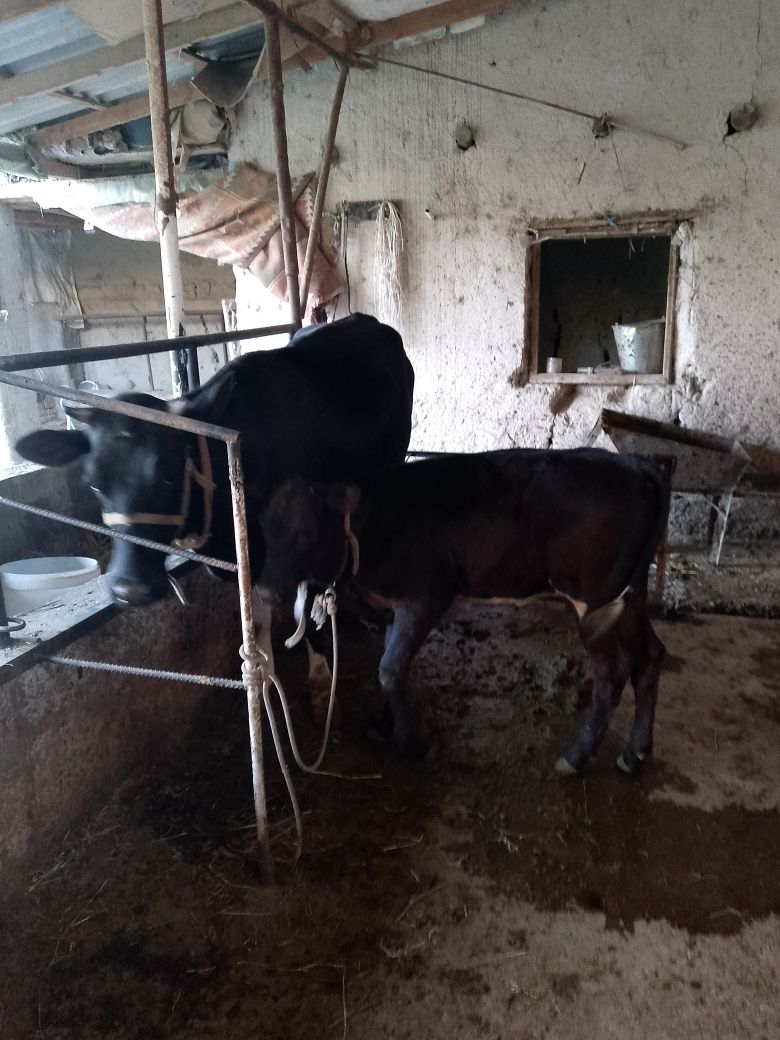 Ona bola sigir sotiladi