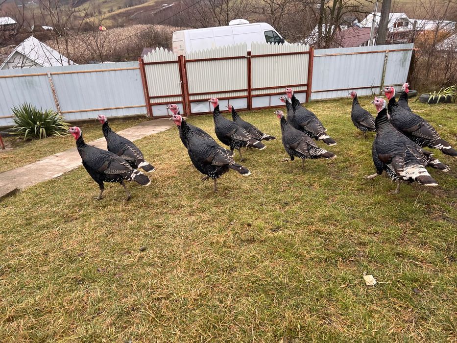 OFERTA!!! Curci de vânzare