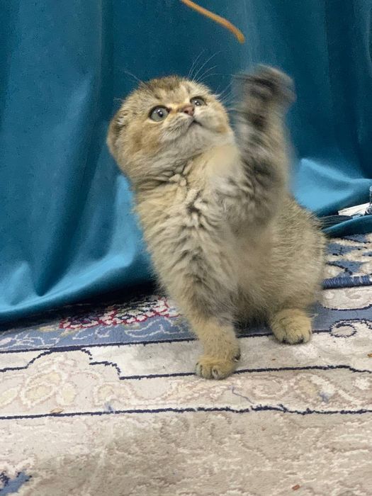 Shatlanski Shinshella Oʻgʻilbola quvnoq sogʻlom