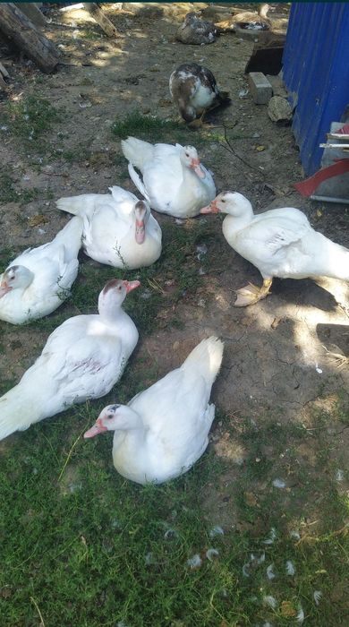 Carne rață gustoasă