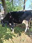 Vaca tânără de vanzare