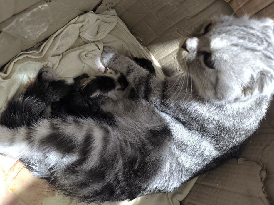 Серебристый фолд