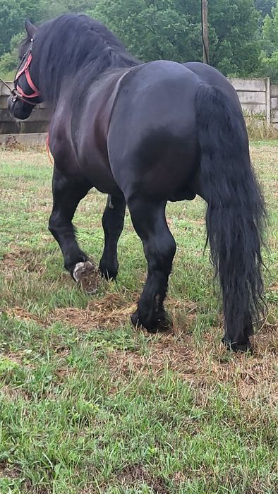 Armăsar Polonez 6 ani