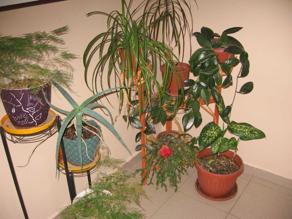 Canon PowerShot A520