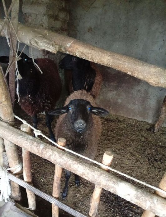 Qo'ylar 4ta. Romanovskiy aralash.