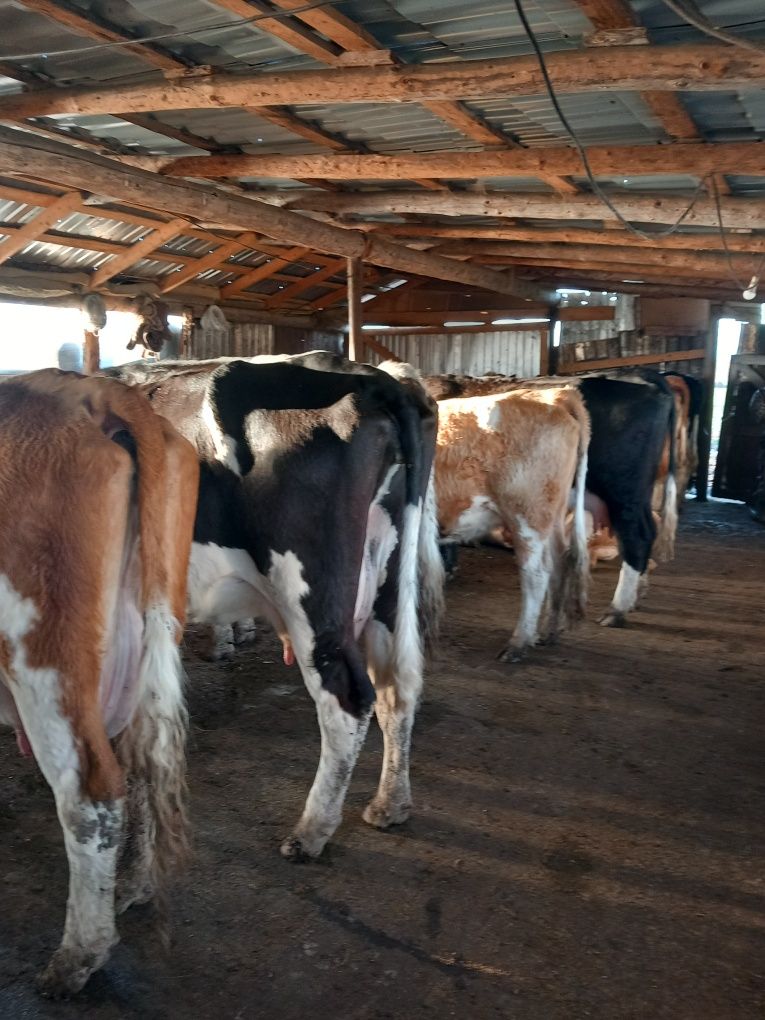18 vaci de vânzare