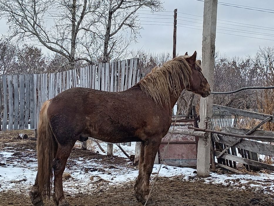 Продам жеребца 6 лет