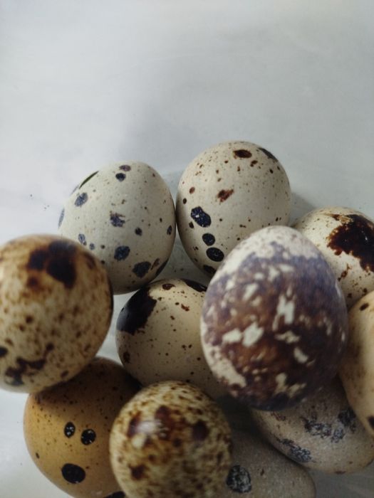 Продам перепелиные яйца
