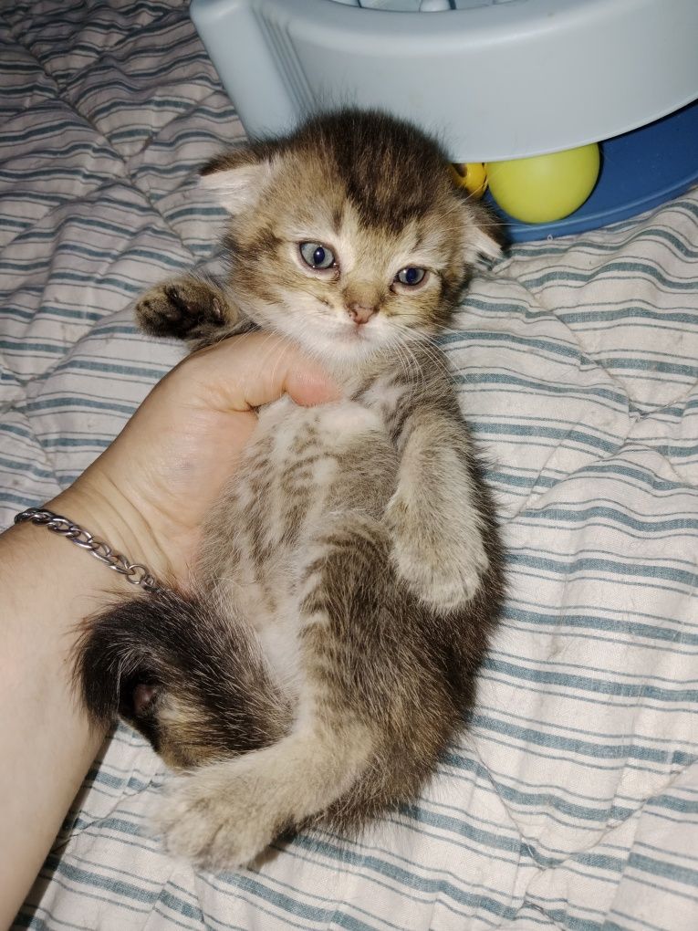Шотланские котята фолды девочки и мальчики