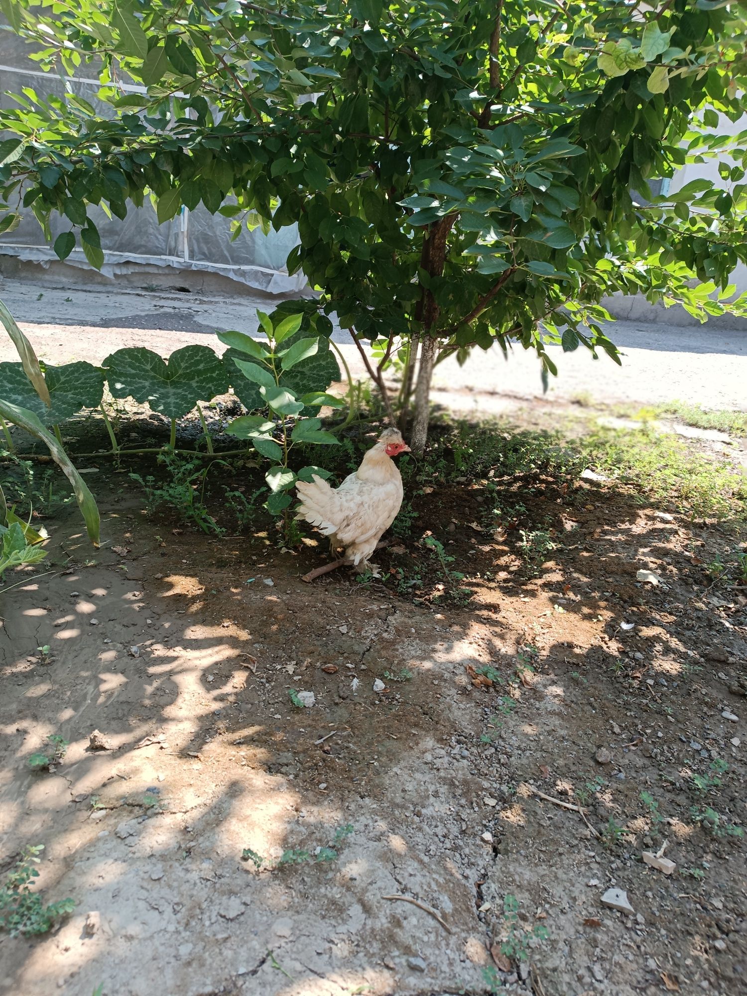 Yapon toʻvogʻi sotiladi