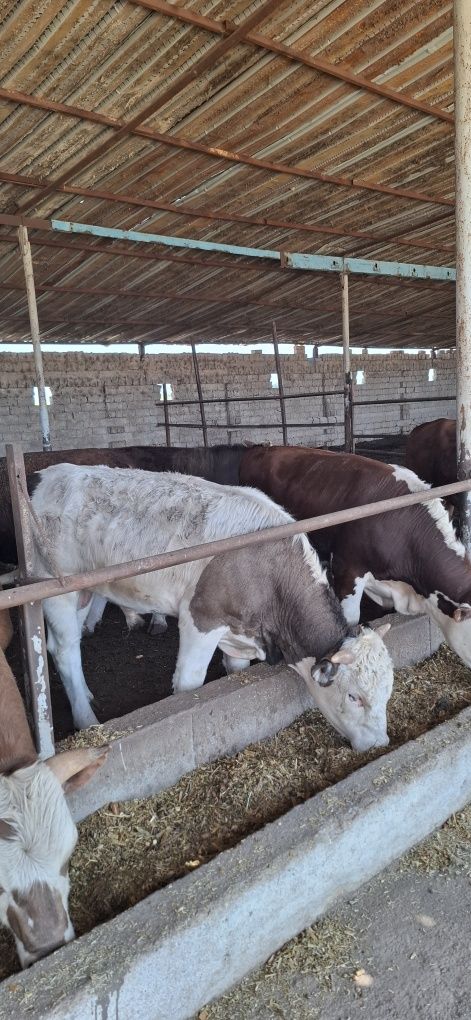 Buqala sotiladi rossiyadan opkelingan 30 bosh