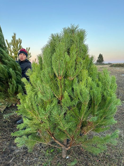 Елки сосны 2025 года