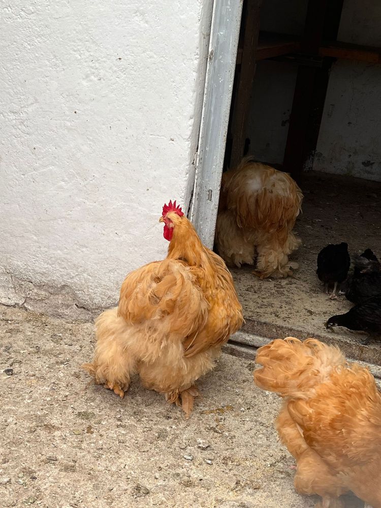 Vând cocoș cochinchina uriaș galben