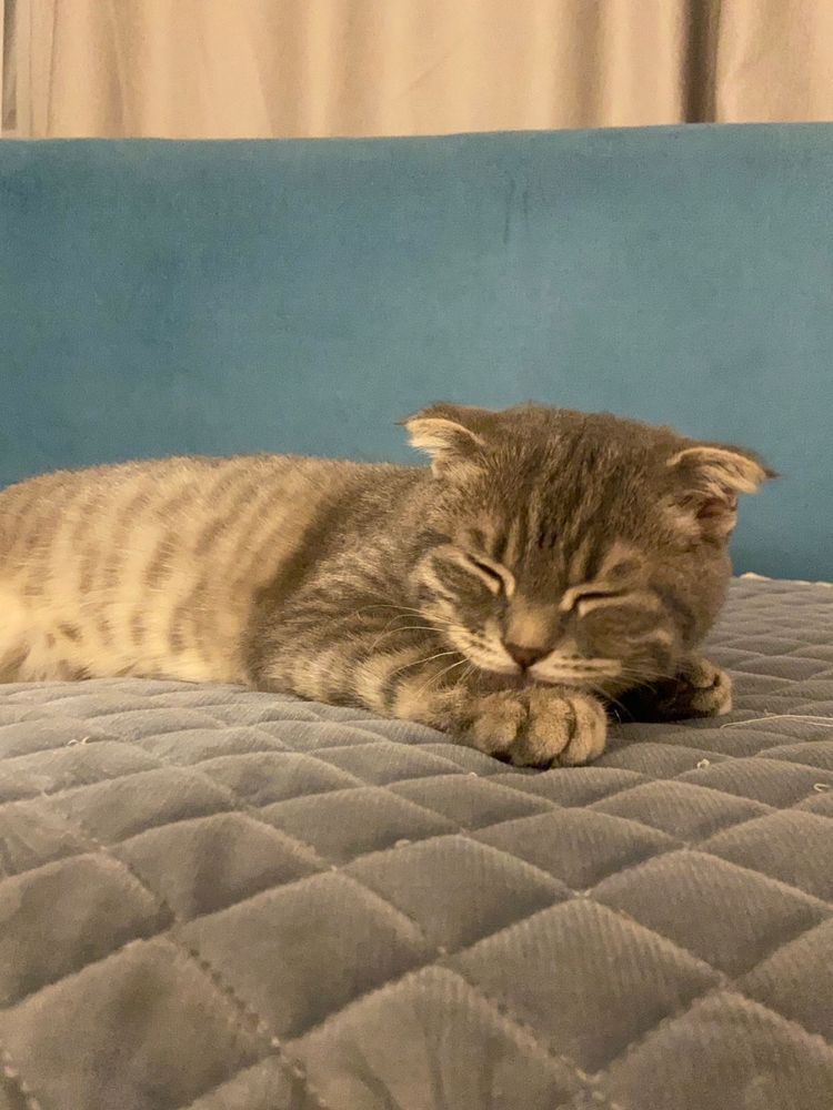Скоттиш фолд шотланский вислоухий