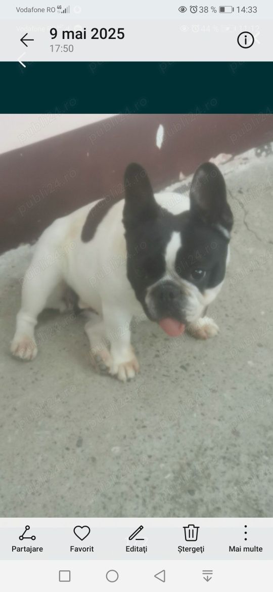 Donez buldog francez