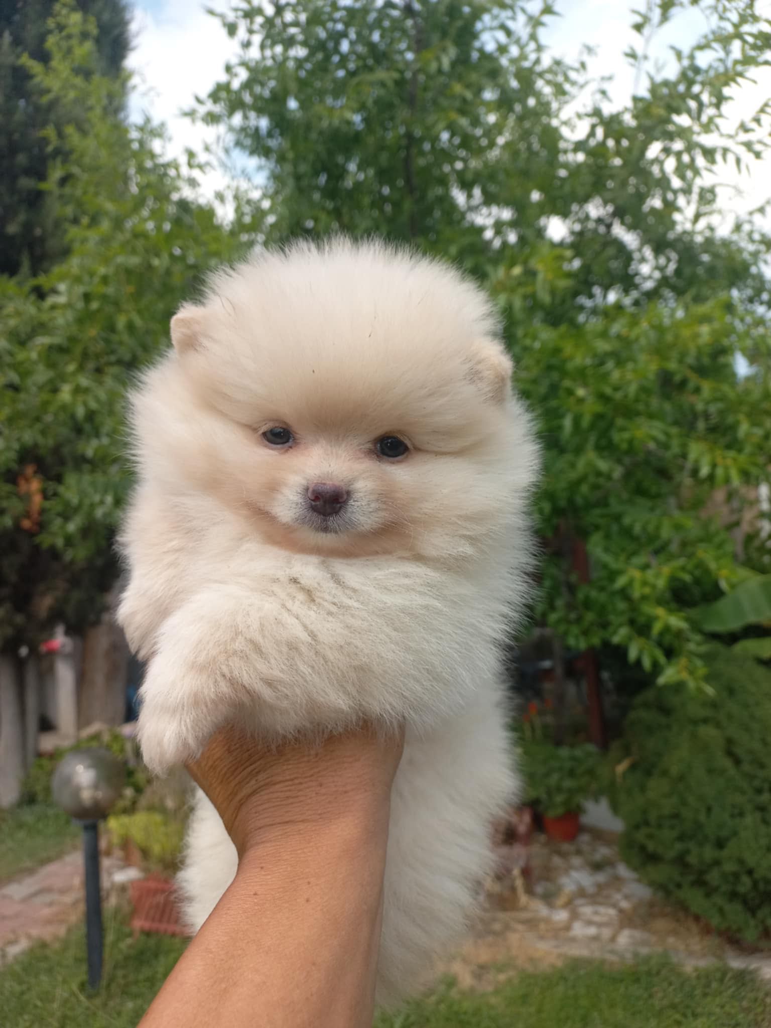 Бебе куче  Померан