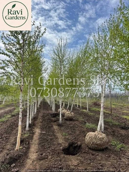 Carpen, Arțar, Tei | Garanție 100% | Scoatere la Comandă