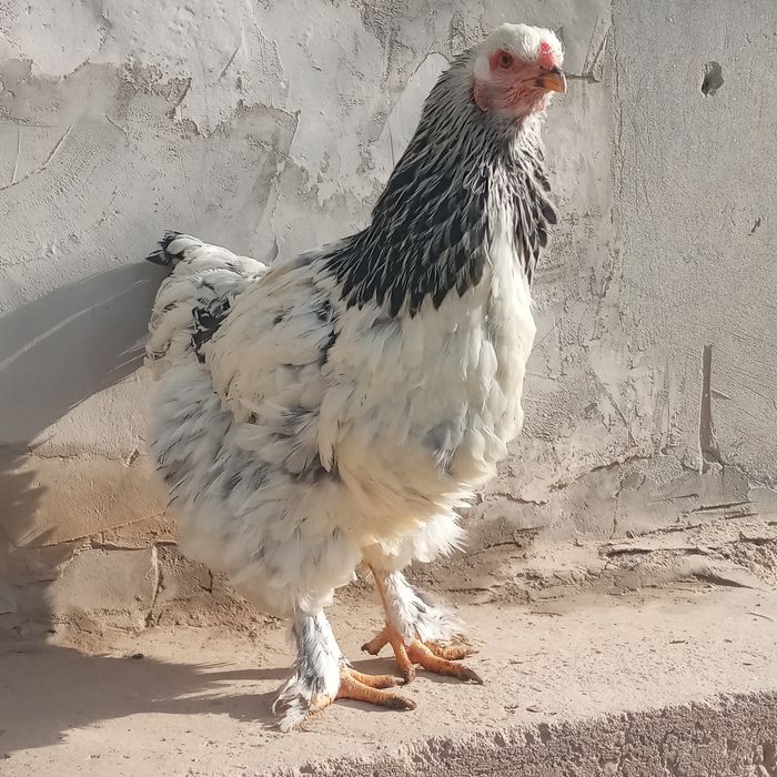 Berama  tovuq va xurozlar sotiladi