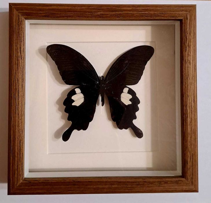 Настоящая бабочка в рамке.