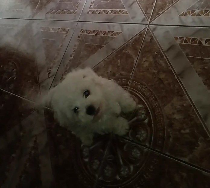 Bichon maltez mini toy