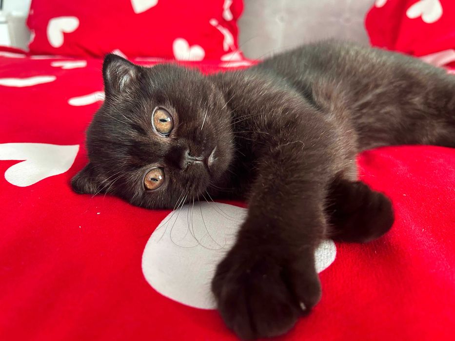 Rasă pură Scottish Fold, motănel cu pedigree și Carnet de Sănătate