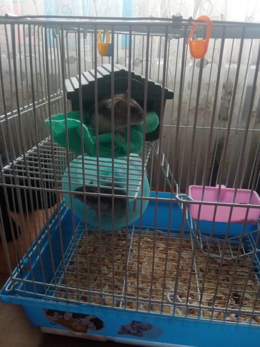 Хомяки с домом, милые пушистые