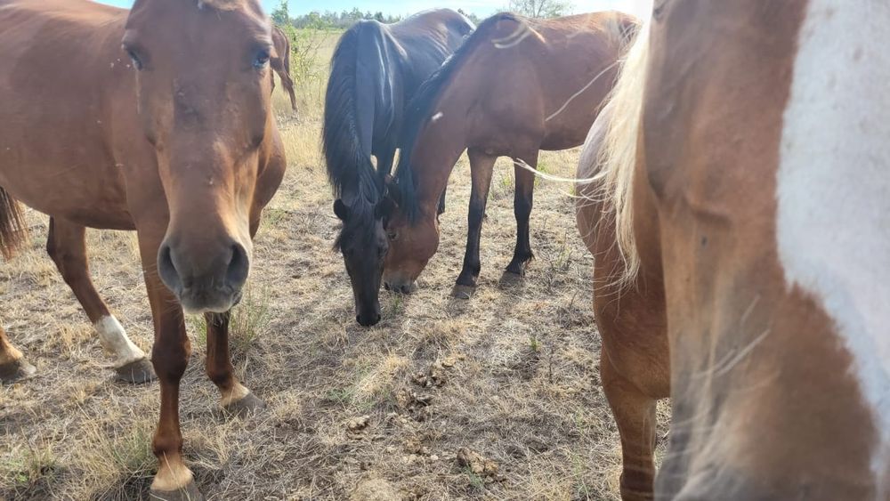 Лошади бараны крс