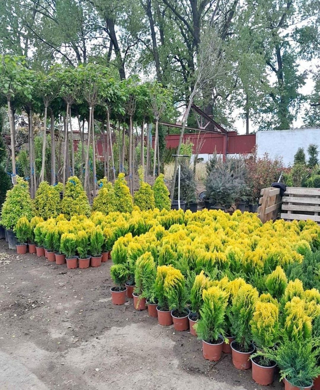 Plante ornamentale de diferite modele