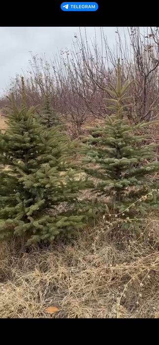 Голубой ел | Archa