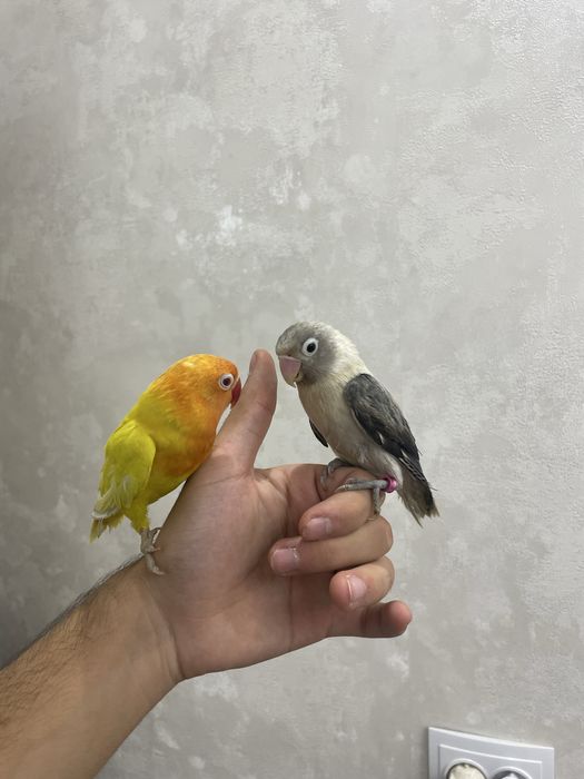 ручной неразлучник сотилади