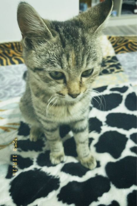 Котёнок продаётся