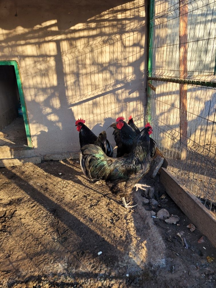 Oua australorp negru