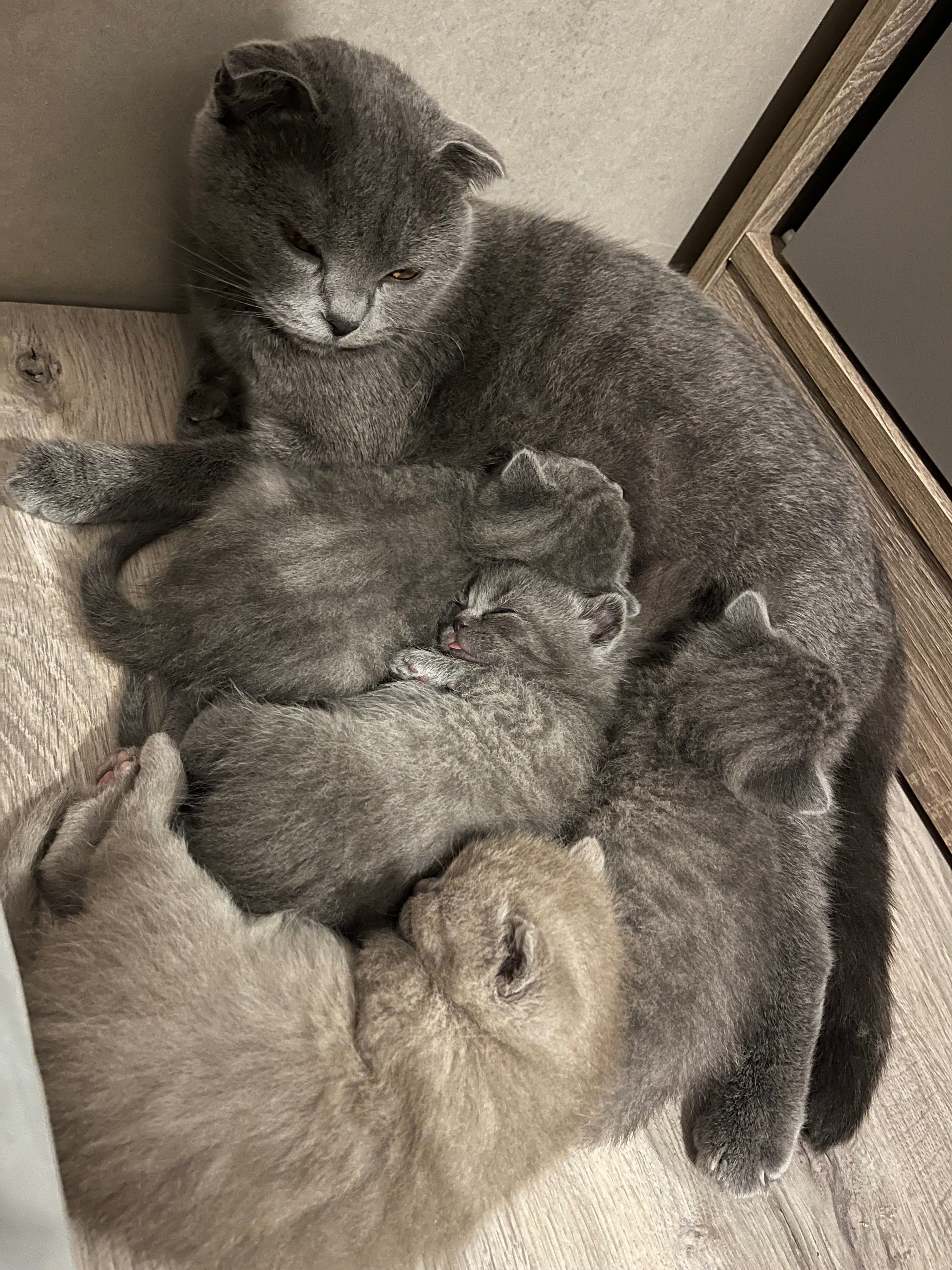 Шотландски клепоухи котета