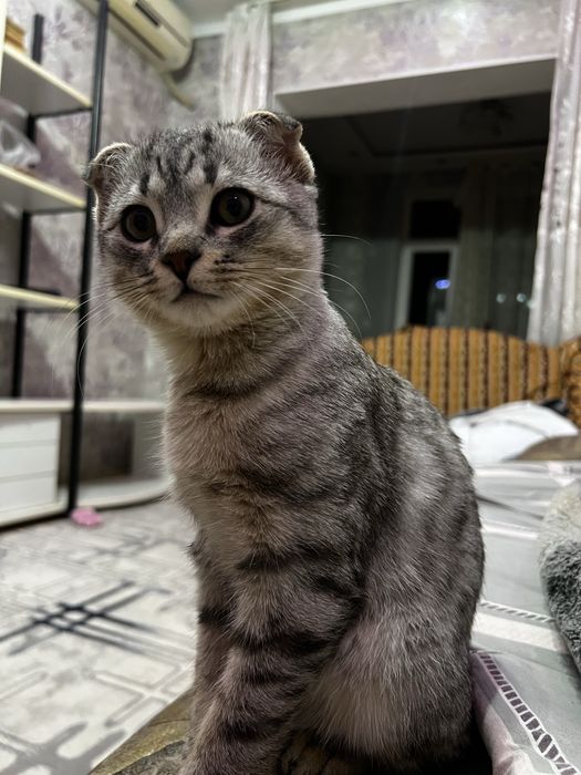 Кот Скоттиш Фолд (Метис) 3,5 месяца