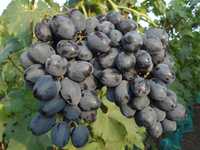 Саженцы винограда "Руслан"