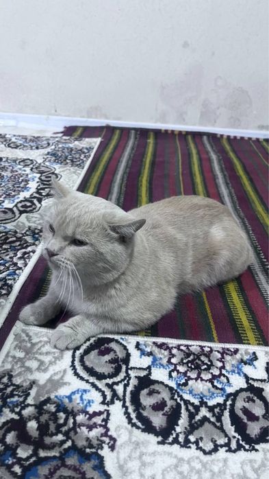 skottish fold mushuk