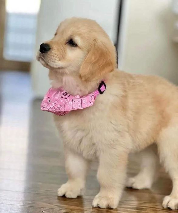 Golden Retriever de vanzare, pedigree de tip A