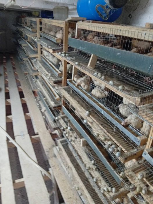 Бөдене пародия Техас