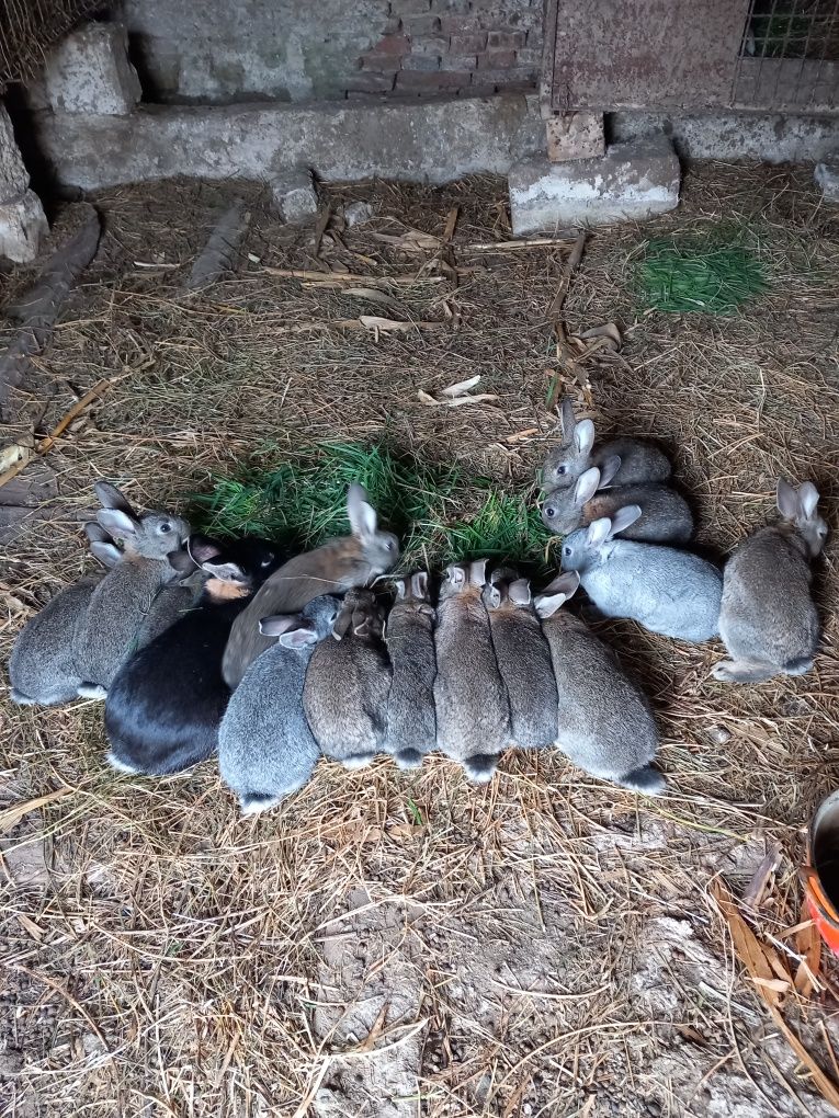 Vând iepuri de casa diverse mărimi