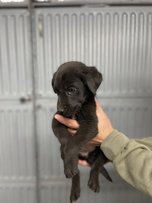 Подаряваме 3 малки женски кученца