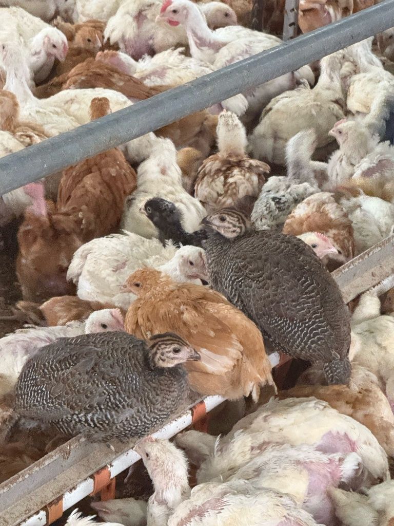 Pui albi de carne și rasa mixta