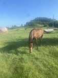 Cîrlană de vînzare!Vîrsta 1 an și jumătate,blîndă!